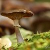 Champignon